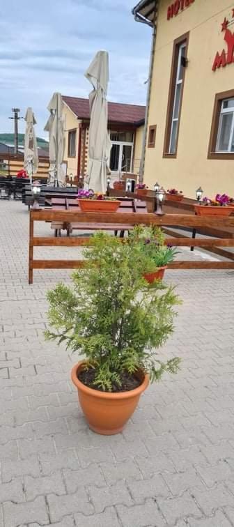 Hotel Mya Bistrita  Bagian luar foto